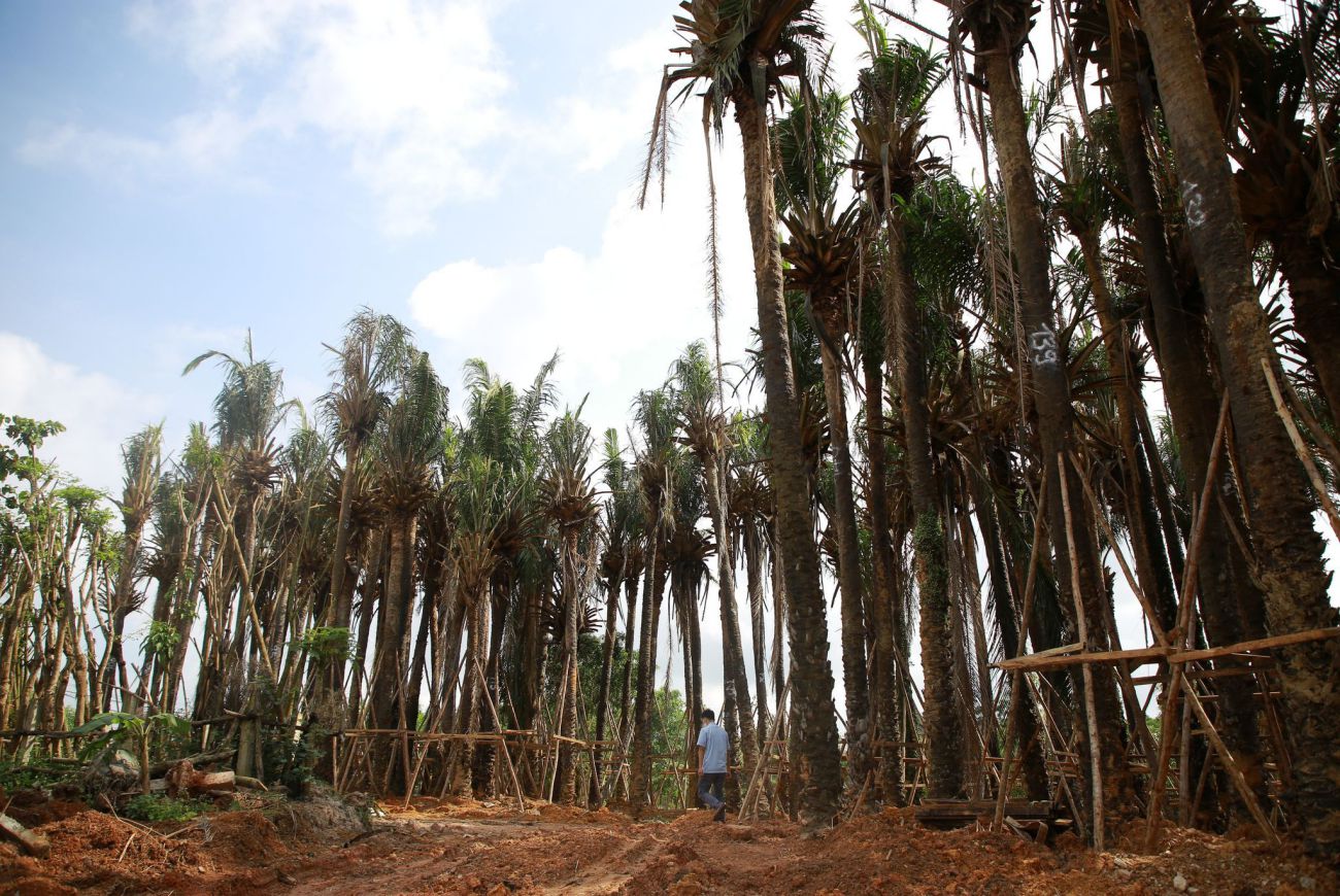 Số cây này đang được trồng tạm ở nơi khác, chờ hoàn thành dự án sẽ đưa về trồng lại